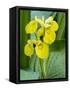 Yellow iris in a boggy environment.-Julie Eggers-Framed Stretched Canvas