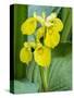 Yellow iris in a boggy environment.-Julie Eggers-Stretched Canvas