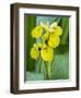 Yellow iris in a boggy environment.-Julie Eggers-Framed Photographic Print