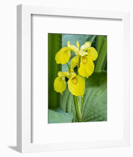 Yellow iris in a boggy environment.-Julie Eggers-Framed Photographic Print