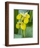 Yellow iris in a boggy environment.-Julie Eggers-Framed Photographic Print