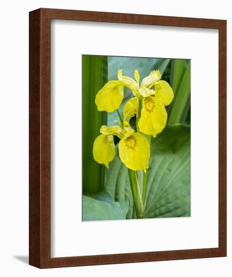Yellow iris in a boggy environment.-Julie Eggers-Framed Photographic Print