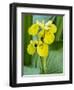 Yellow iris in a boggy environment.-Julie Eggers-Framed Photographic Print