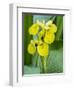 Yellow iris in a boggy environment.-Julie Eggers-Framed Photographic Print