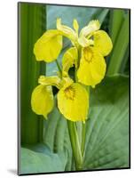 Yellow iris in a boggy environment.-Julie Eggers-Mounted Photographic Print