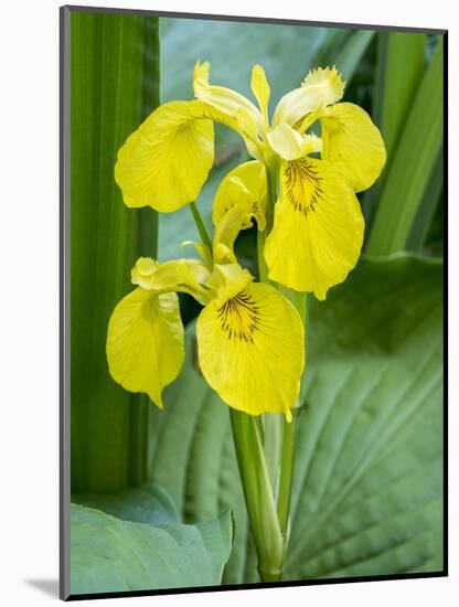 Yellow iris in a boggy environment.-Julie Eggers-Mounted Photographic Print