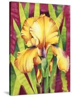 Yellow Iris with Maroon Back-Mary Russel-Stretched Canvas