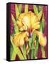 Yellow Iris with Maroon Back-Mary Russel-Framed Stretched Canvas