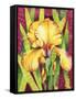 Yellow Iris with Maroon Back-Mary Russel-Framed Stretched Canvas