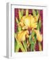 Yellow Iris with Maroon Back-Mary Russel-Framed Giclee Print