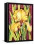 Yellow Iris with Maroon Back-Mary Russel-Framed Stretched Canvas