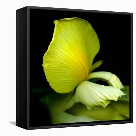 yellow_iris-Magda Indigo-Framed Stretched Canvas