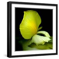 yellow_iris-Magda Indigo-Framed Photographic Print