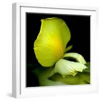 yellow_iris-Magda Indigo-Framed Photographic Print