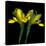 Yellow Iris-Magda Indigo-Stretched Canvas