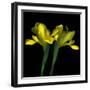 Yellow Iris-Magda Indigo-Framed Photographic Print