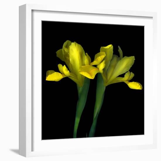 Yellow Iris-Magda Indigo-Framed Photographic Print