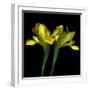 Yellow Iris-Magda Indigo-Framed Photographic Print