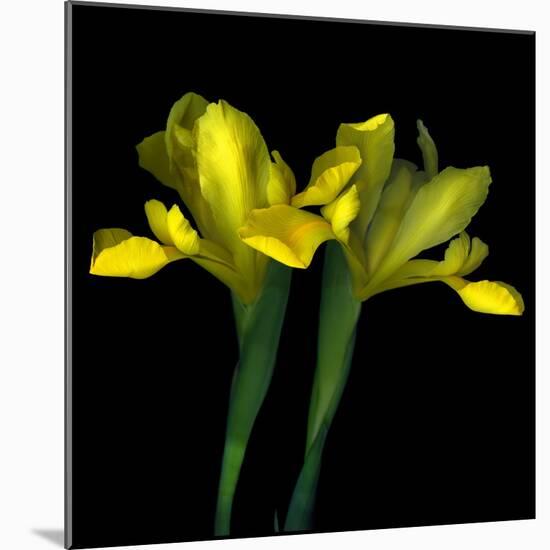 Yellow Iris-Magda Indigo-Mounted Photographic Print