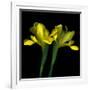 Yellow Iris-Magda Indigo-Framed Photographic Print