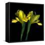 Yellow Iris-Magda Indigo-Framed Stretched Canvas
