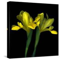 Yellow Iris-Magda Indigo-Stretched Canvas