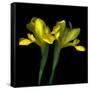 Yellow Iris-Magda Indigo-Framed Stretched Canvas