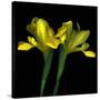 Yellow Iris-Magda Indigo-Stretched Canvas