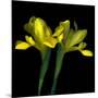 Yellow Iris-Magda Indigo-Mounted Photographic Print