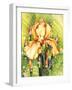 Yellow Iris-Mary Russel-Framed Giclee Print