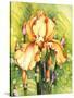 Yellow Iris-Mary Russel-Stretched Canvas