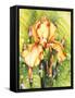 Yellow Iris-Mary Russel-Framed Stretched Canvas