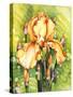 Yellow Iris-Mary Russel-Stretched Canvas