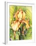 Yellow Iris-Mary Russel-Framed Giclee Print