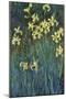 Yellow Irises, 1914-1917-Claude Monet-Mounted Giclee Print