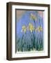 Yellow Irises; Les Iris Jaunes, C.1918-1925-Claude Monet-Framed Giclee Print