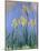 Yellow Irises; Les Iris Jaunes, C.1918-1925-Claude Monet-Mounted Giclee Print