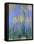 Yellow Irises; Les Iris Jaunes, C.1918-1925-Claude Monet-Framed Stretched Canvas