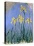 Yellow Irises; Les Iris Jaunes, C.1918-1925-Claude Monet-Stretched Canvas