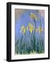 Yellow Irises; Les Iris Jaunes, C.1918-1925-Claude Monet-Framed Giclee Print