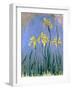 Yellow Irises; Les Iris Jaunes, C.1918-1925-Claude Monet-Framed Giclee Print