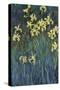 Yellow Irises-Claude Monet-Stretched Canvas