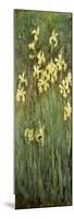 Yellow Irises-Claude Monet-Mounted Giclee Print