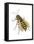 Yellow Jacket (Vespidae), Wasp, Insects-Encyclopaedia Britannica-Framed Stretched Canvas