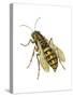 Yellow Jacket (Vespidae), Wasp, Insects-Encyclopaedia Britannica-Stretched Canvas