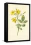 Yellow Jasmine-Frederick Edward Hulme-Framed Stretched Canvas