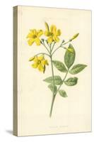 Yellow Jasmine-Frederick Edward Hulme-Stretched Canvas