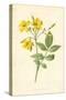 Yellow Jasmine-Frederick Edward Hulme-Stretched Canvas