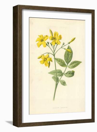 Yellow Jasmine-Frederick Edward Hulme-Framed Giclee Print