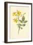 Yellow Jasmine-Frederick Edward Hulme-Framed Giclee Print